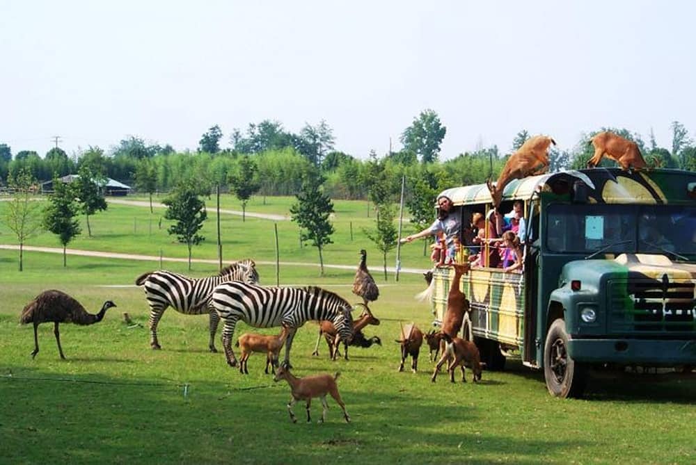 A group of animals in a bus.