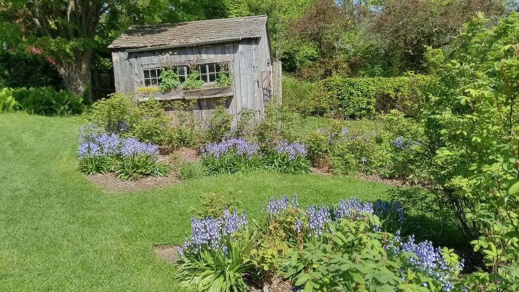 An old wooden shed with a sagging roof stands in a lush garden surrounded by dense greenery and blooming blue and purple flowers on a sunny day, a perfect scene from Rustic Revelations for any nature lover's journey.