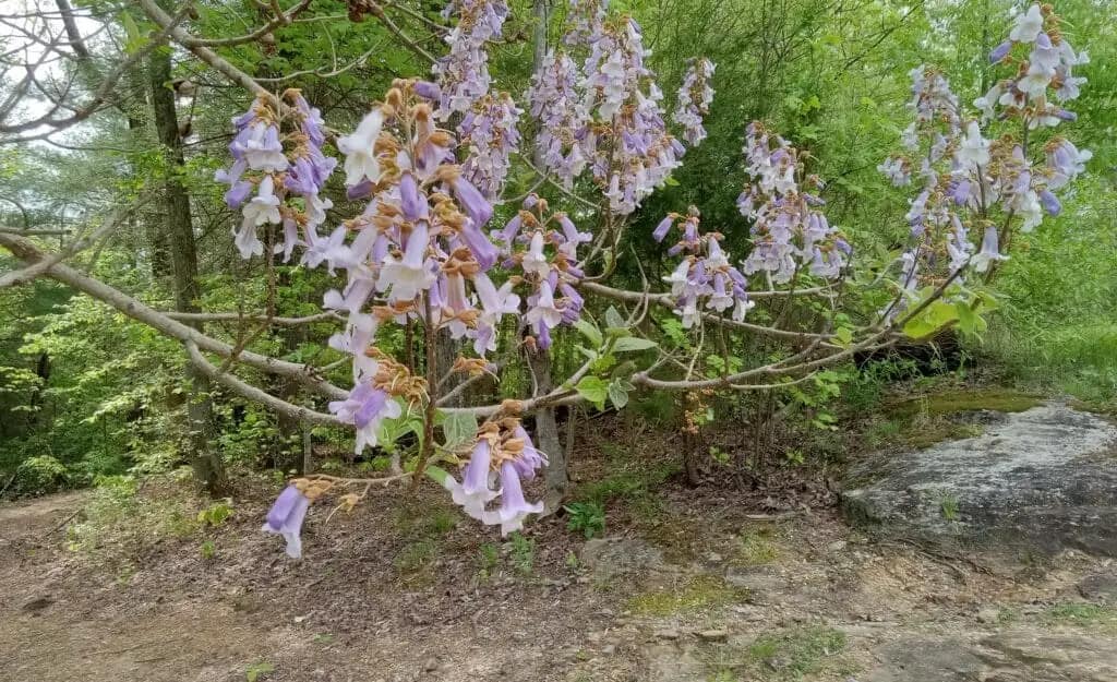 In a forested area, a tree branch adorned with clusters of light purple bell-shaped wildflowers sways gently in the breeze.
