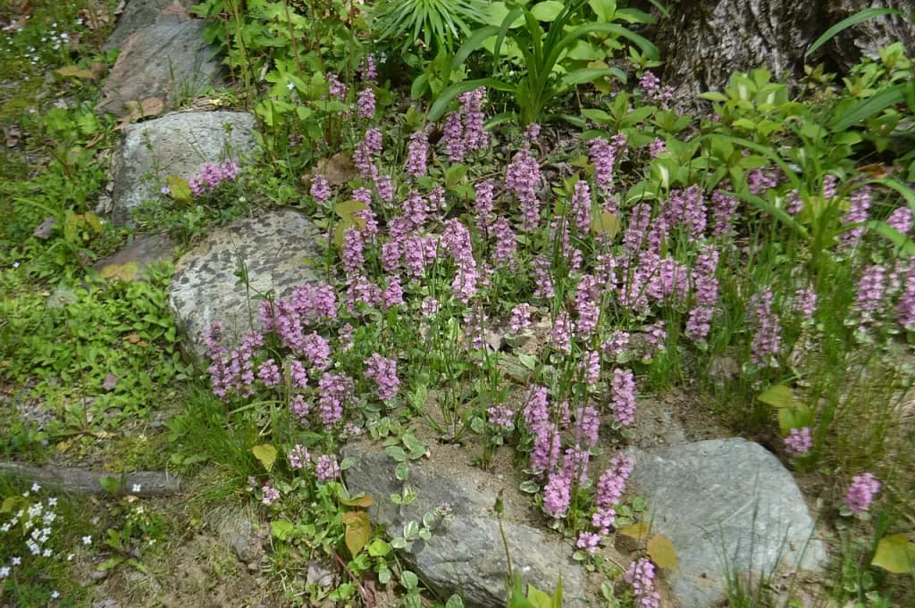 A garden bed with a cluster of small pink flowers surrounded by rocks, green grass, and leafy plants offers a rustic revelation for any nature lover's journey.