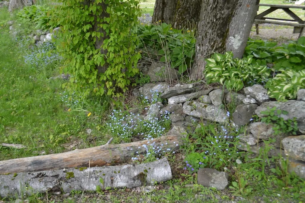 A stone wall with green foliage and small blue flowers at its base. A few logs lie on the grassy ground next to the wall. Trees with green leaves are in the background, epitomizing the beauty of Woodland Hills, New York State. A picnic table is partially visible.