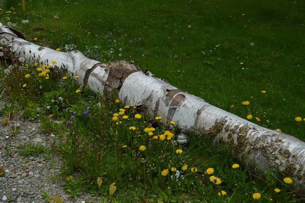 A fallen birch tree lies on the ground with peeling bark surrounded by dandelions and small blue flowers, next to a grassy area and a gravel path, capturing the essence of Nature Lover's Journey.