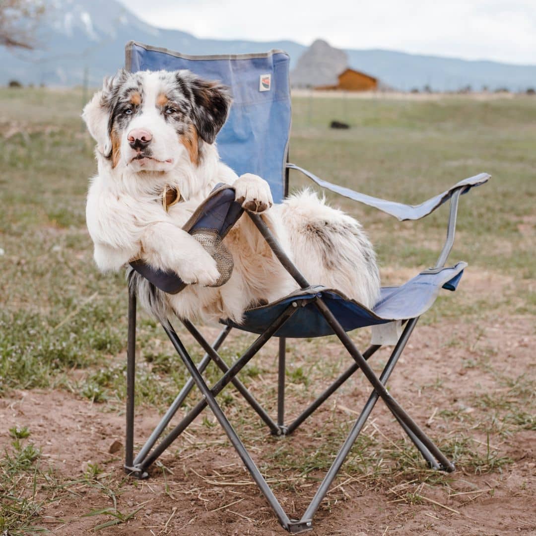 A fluffy dog with a white and gray coat lounges comfortably on a blue camping chair in a grassy field, looking like the hero of a science fiction tale. Behind him, mountains and a wooden structure stand under a cloudy sky, as if guarding secrets from distant galaxies.