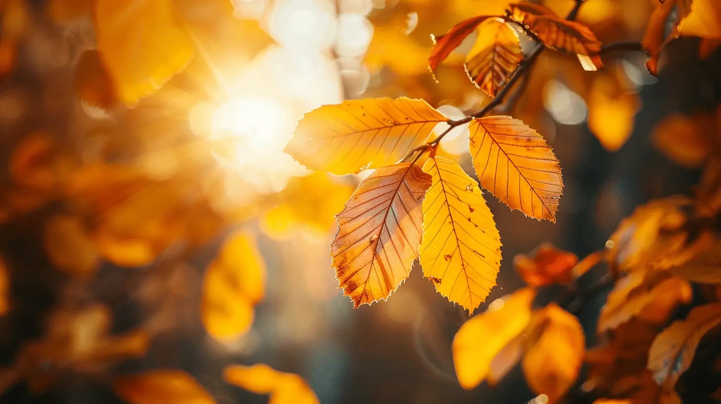 Autumn leaves glowing in golden sunlight.