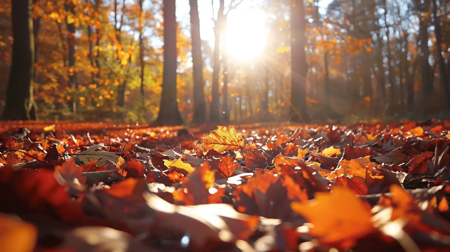 A forest floor covered with vibrant red, orange, and yellow autumn leaves. Sunlight filters through the trees, casting a warm glow and creating a serene, picturesque scene. Fallen leaves blanket the ground, highlighting the beauty of fall.