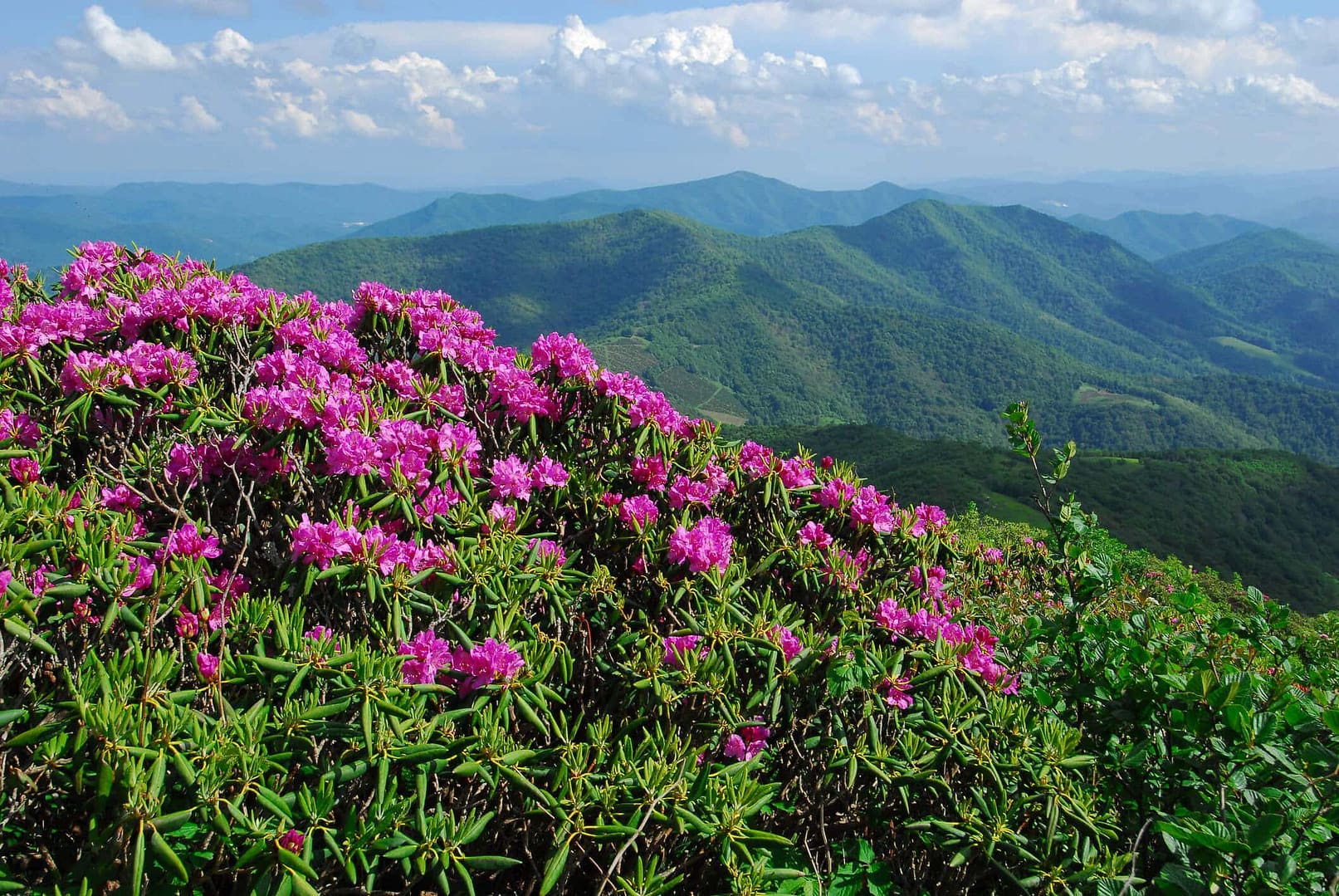 spacious skies south eastern campgrounds spring bloom trail
