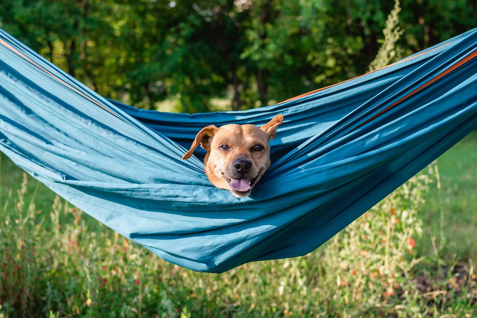 dog relaxing in camping hammock outdoors