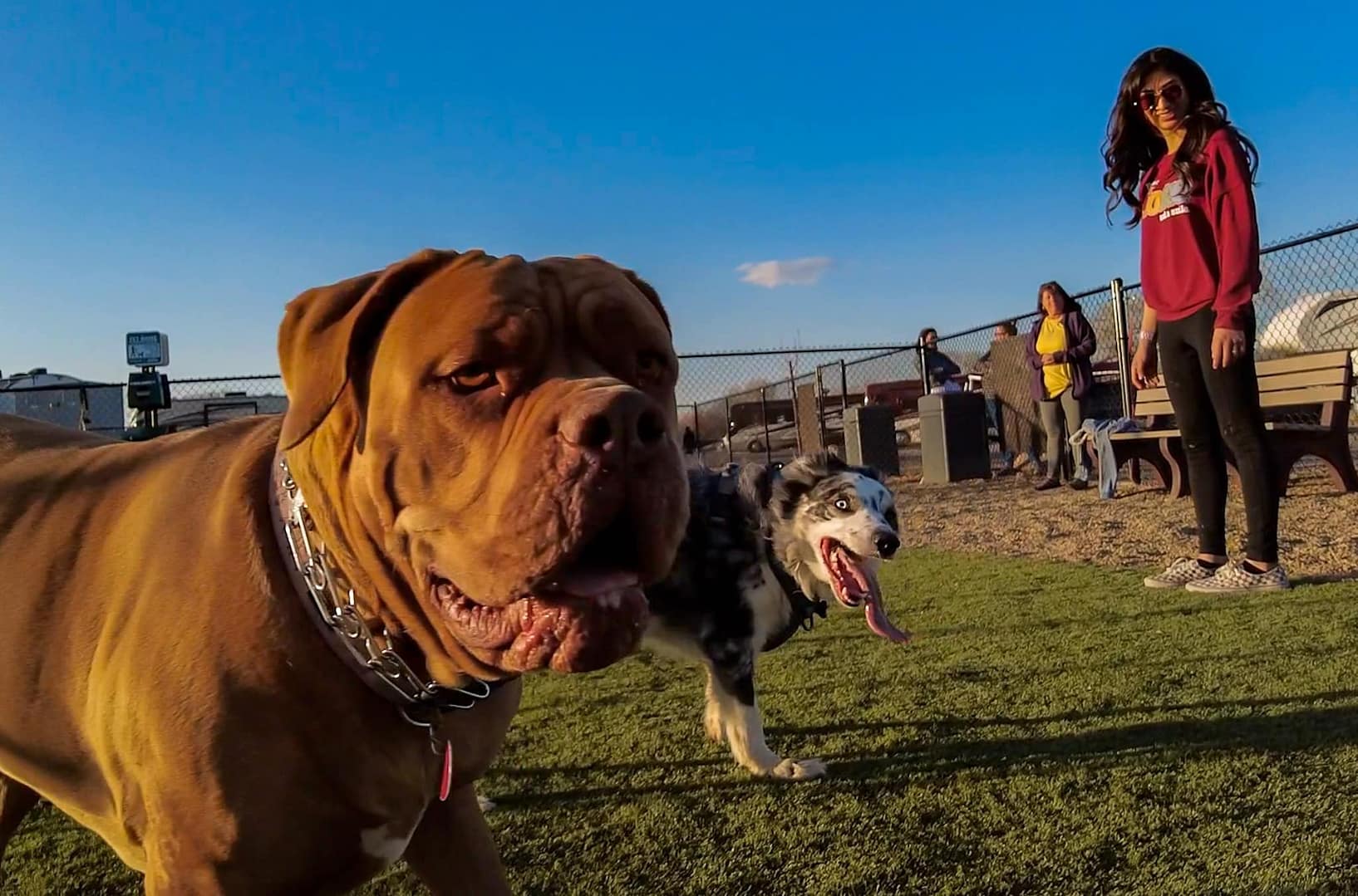 Two large dogs stand on grass at a dog park, with three people in the background under a clear blue sky.