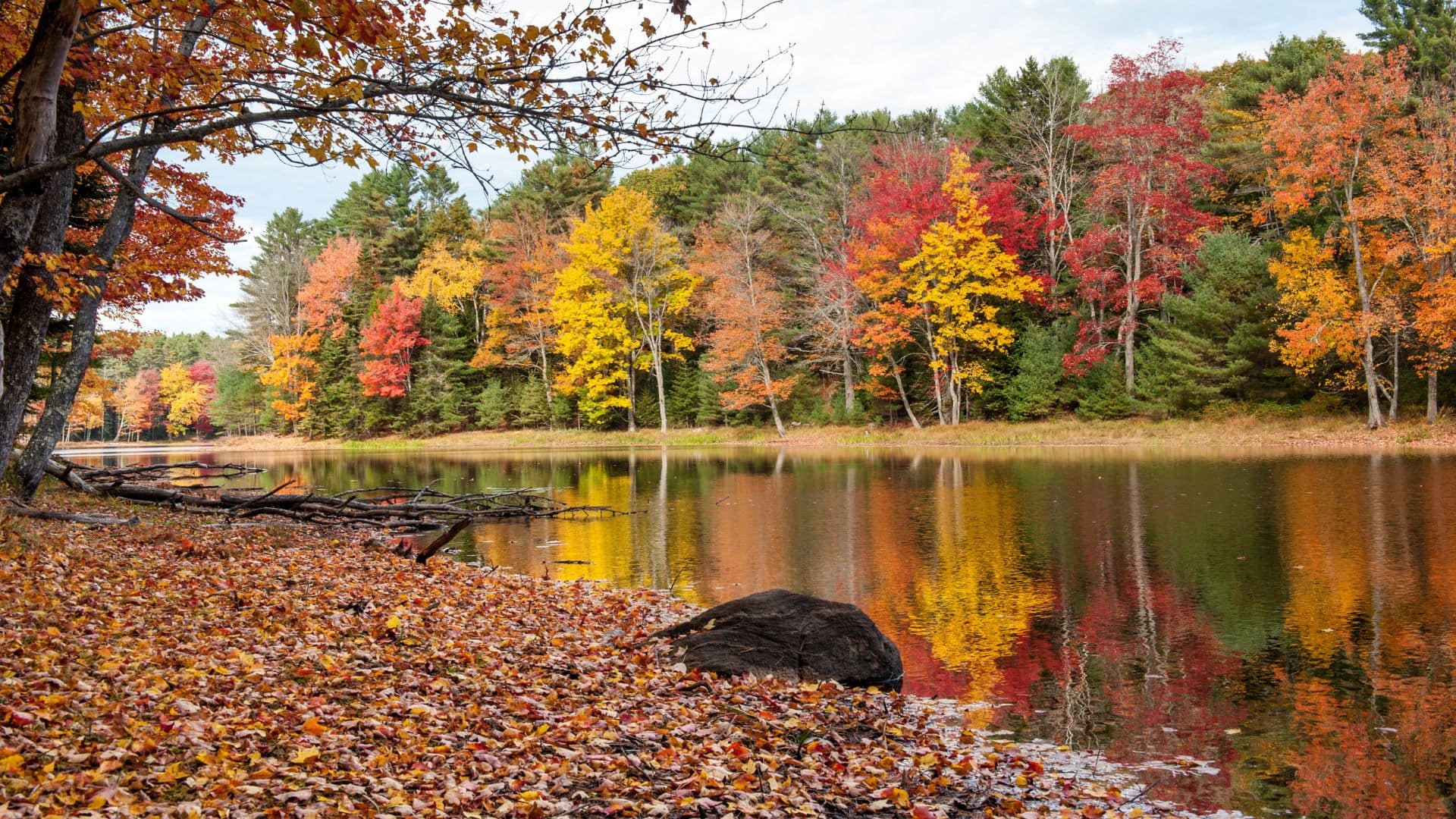 A calm lake reflects vibrant autumn trees with red, orange, and yellow leaves. Fallen leaves blanket the shore as branches extend over the water. This peaceful spot showcases the beauty often featured in a Maine Fall Foliage Report.