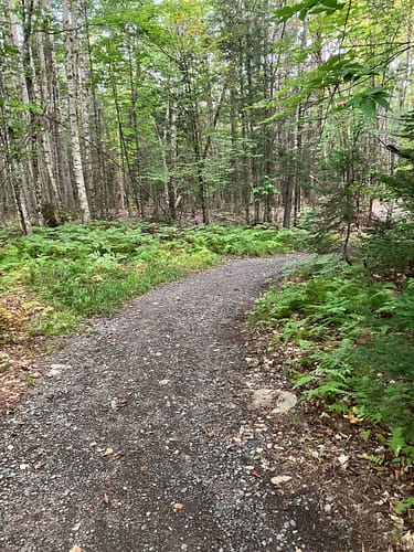 A trail in the woods with ferns and moss.