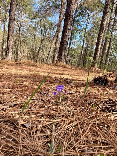 A purple flower growing out of the ground in the woods.