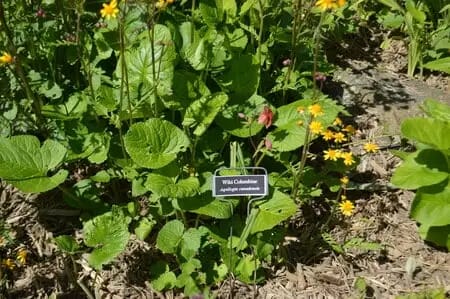 A garden with wild columbine (Aquilegia canadensis) and yellow flowers is labeled with a sign, offering a touch of Blue Ridge Beauty.