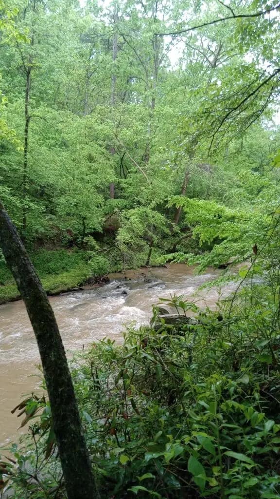 A forest scene with lush green trees and foliage, featuring a muddy river flowing through the center, accented by delicate wildflowers along the riverbanks.