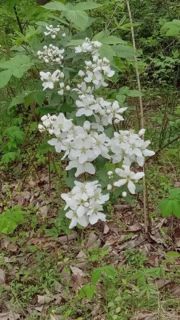 A cluster of white wildflowers grows among green leaves and scattered dry leaves on the ground in a wooded area.