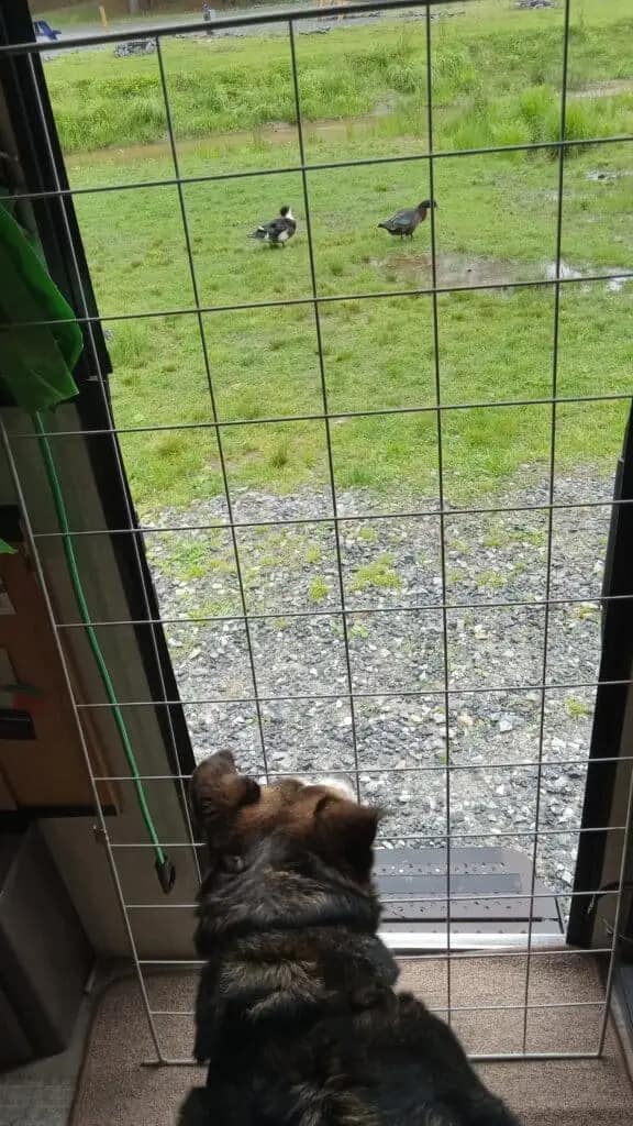 A dog looks through a mesh gate at two ducks standing on a grassy area sprinkled with wildflowers outside.