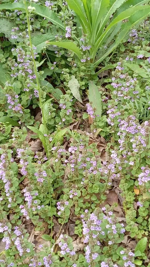 A close-up view of a patch of purple wildflowers and green foliage growing on the ground, reminiscent of the serenity found near cascading waterfalls.