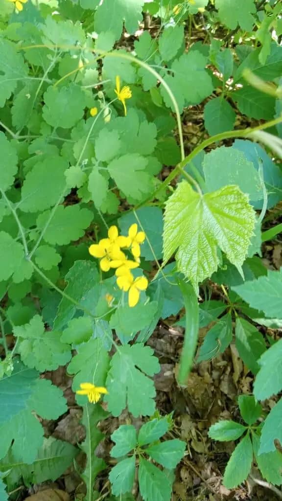 Yellow wildflowers with green leaves flourish in the natural, lush underbrush environment of Spacious Skies Seven Maples Campground in Hancock, NH.