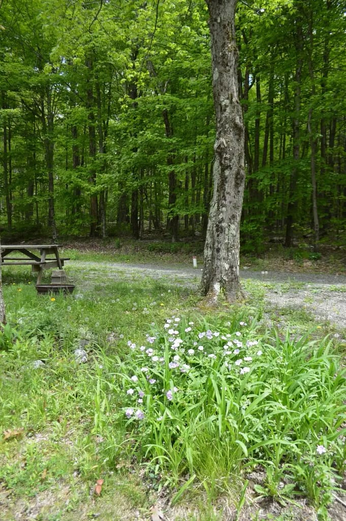A wooded area with green trees and a dirt path winds through Spacious Skies Woodland Hills. Wildflowers and tall grass grow near a tree in the foreground, while a picnic table sits to the left. This picturesque setting offers rustic revelations just waiting to be discovered.