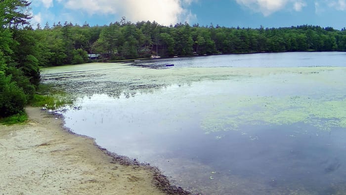 A body of water with trees in the background.