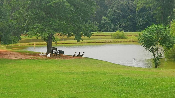 Ducks and a tree by a lake.