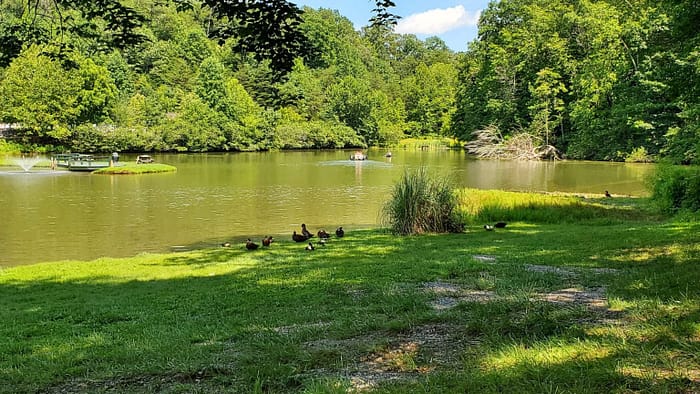A group of ducks on a lake.