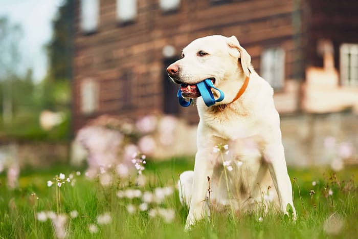 A white labrador dog sitting in a field with a toy in its mouth.