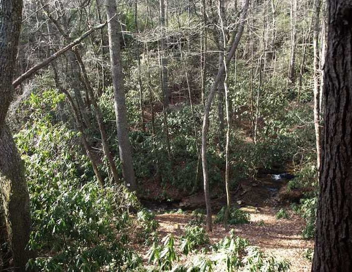 A forest with trees and a stream.
