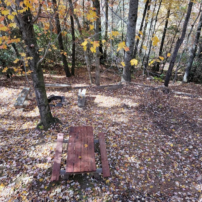 A picnic table in a forest.