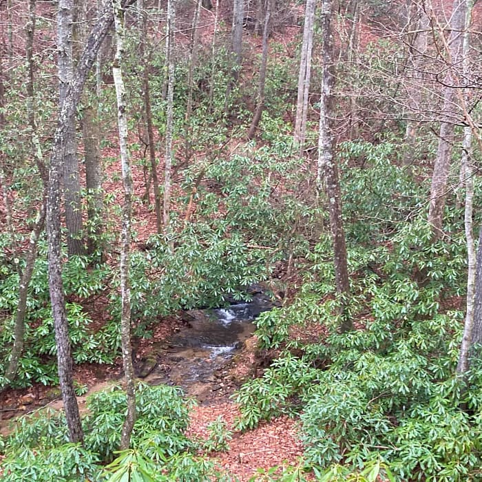 A small stream flows through a forested area with tall, thin trees and dense green underbrush. Fallen leaves cover the ground, adding a hint of brown to the scene. The stream cuts a meandering path through the lush foliage.