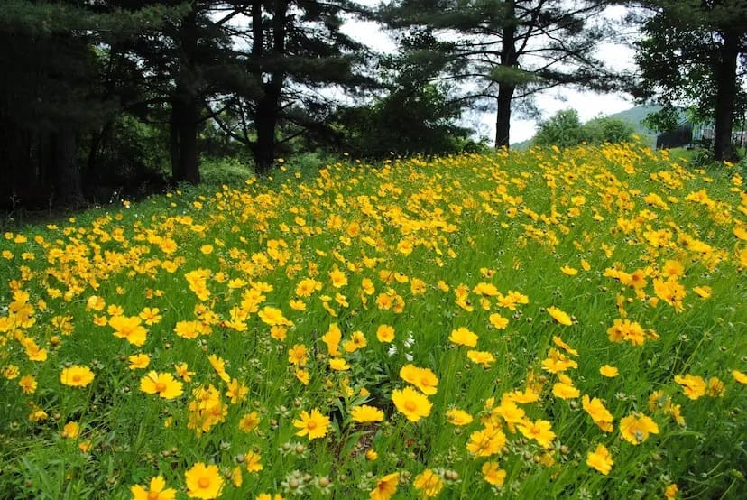 A field of yellow flowers in the wooded area near a trail.