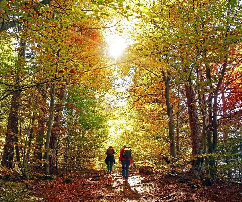 Two people walking through an autumn forest.
